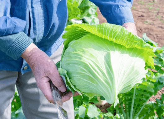 野菜原料事業