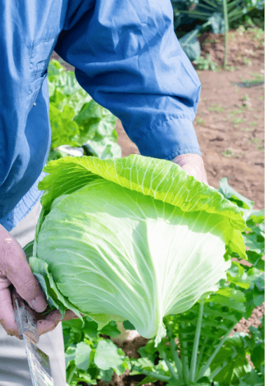 野菜原料事業